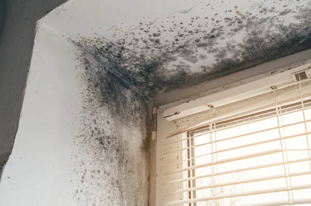 Affordable Attic Mold Remediation solutions in Mapleton Depot, PA